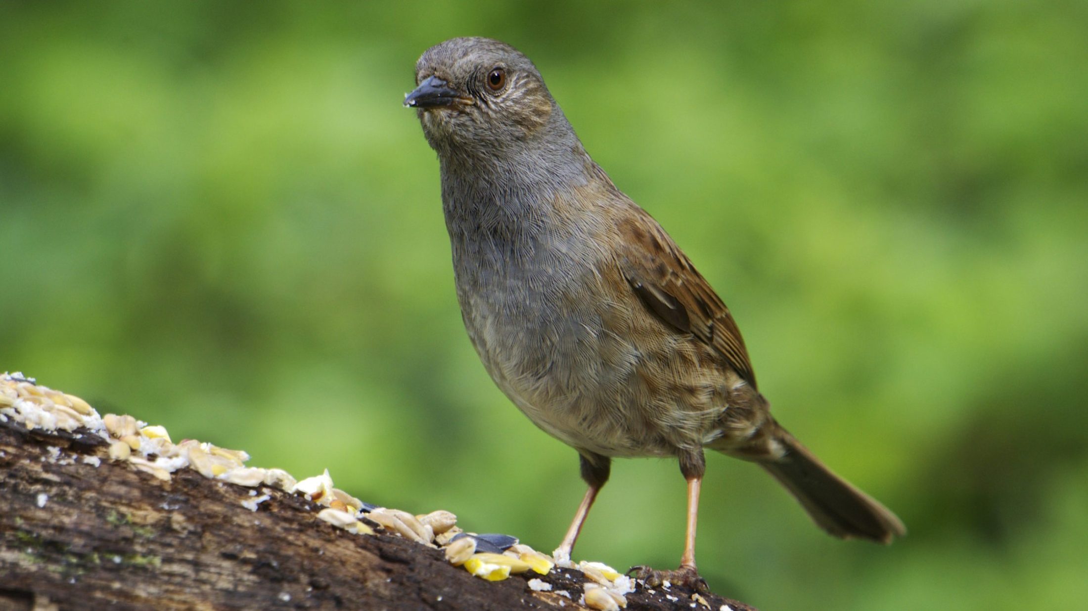 dunnock-or-hedge-sparrow-8731997484-glasgow-house-sparrow-project