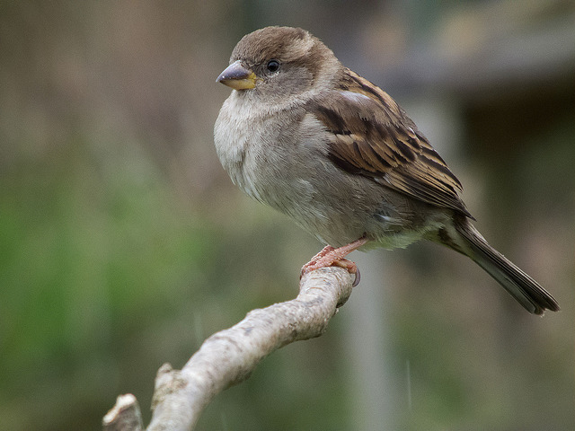 Learn About Sparrows – Glasgow House Sparrow Project